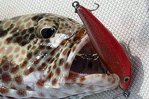 ���q�l��i